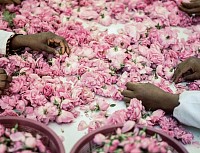 Roses de Damas