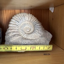 Fossil