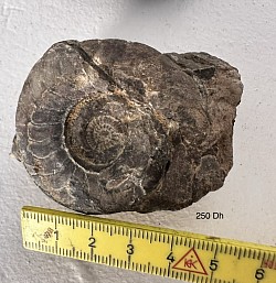 Fossil