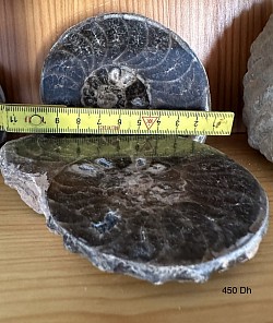 Fossil